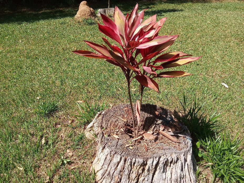 Parque Natural Chico Mendes-索罗卡巴必去景点