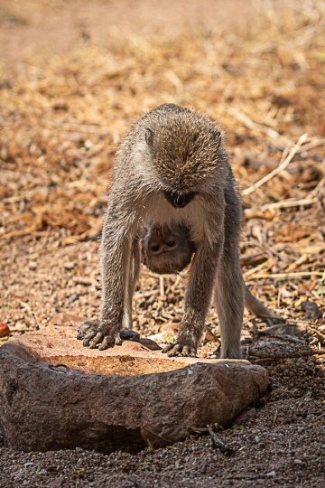 Mdonya Old River Camp-酒店景观