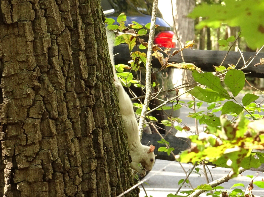 Prince William Forest Park景点图片
