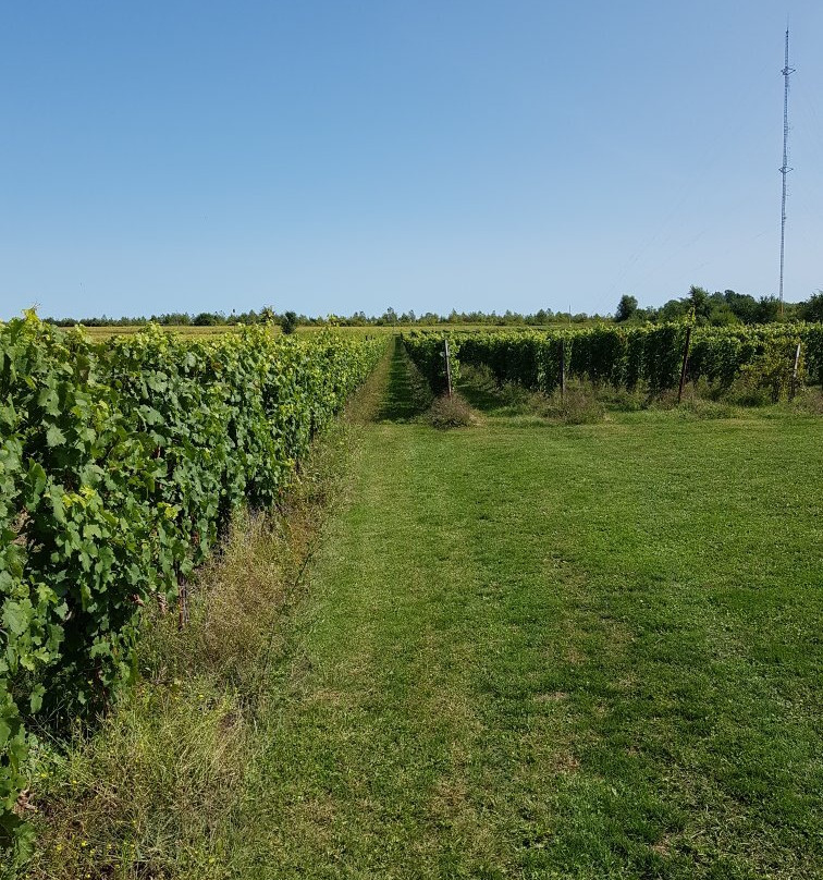 Aleksander Estate Winery-Kingsville必去景点