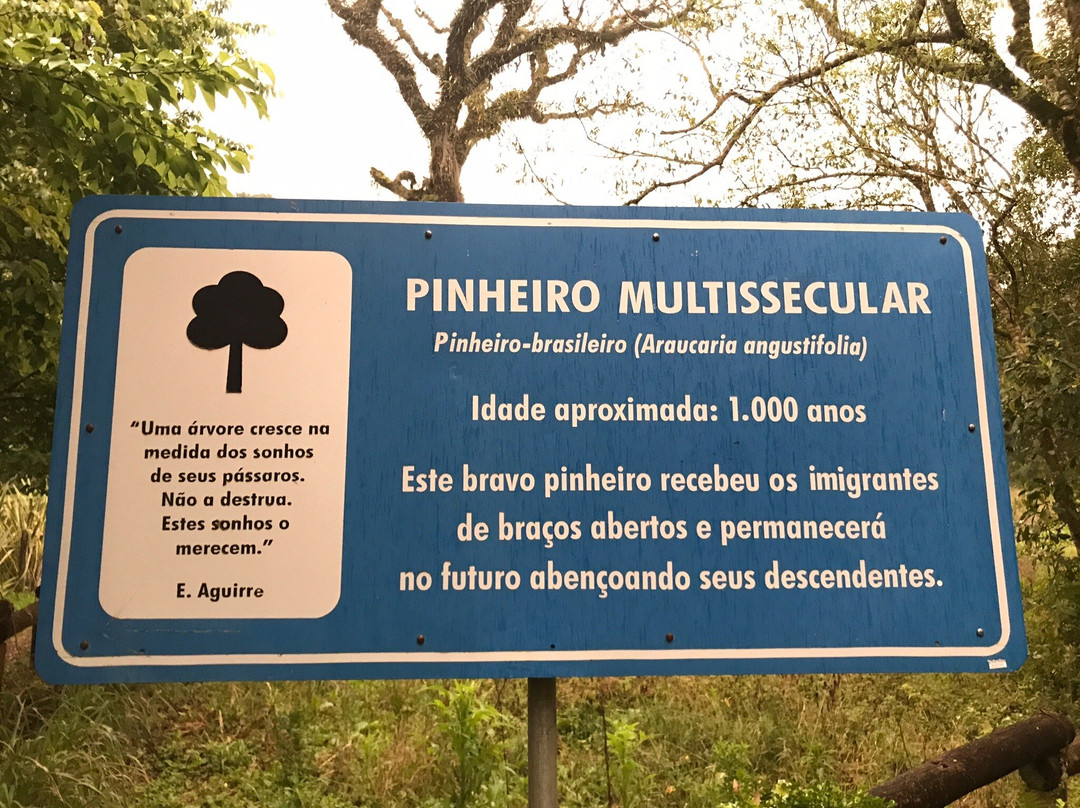 Pinheiro Multissecular景点图片