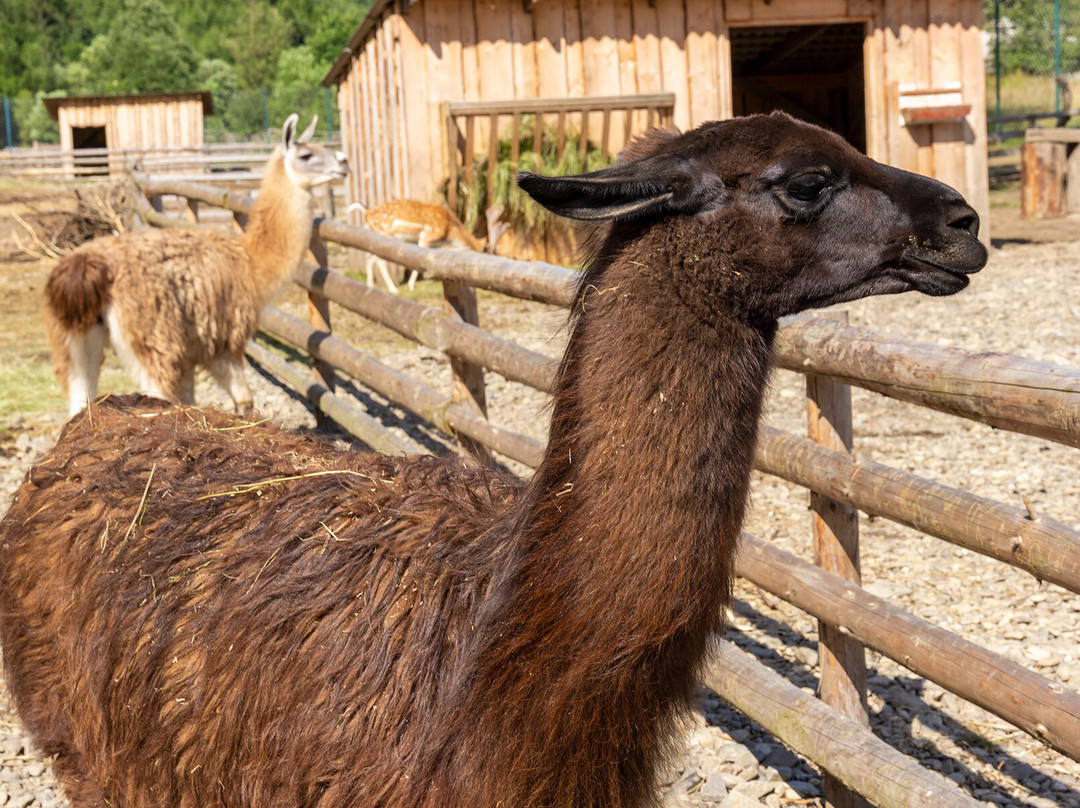 Eco-Park Dolina Volkov景点图片