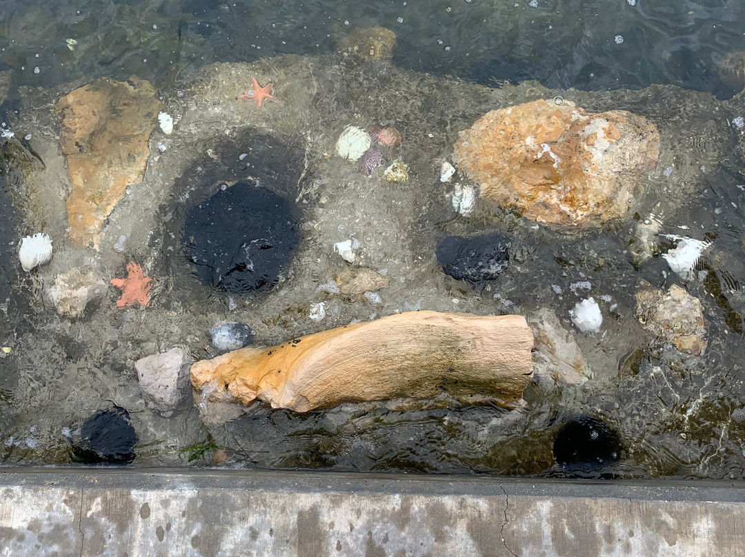 Bayfront Park-萨拉索塔必去景点