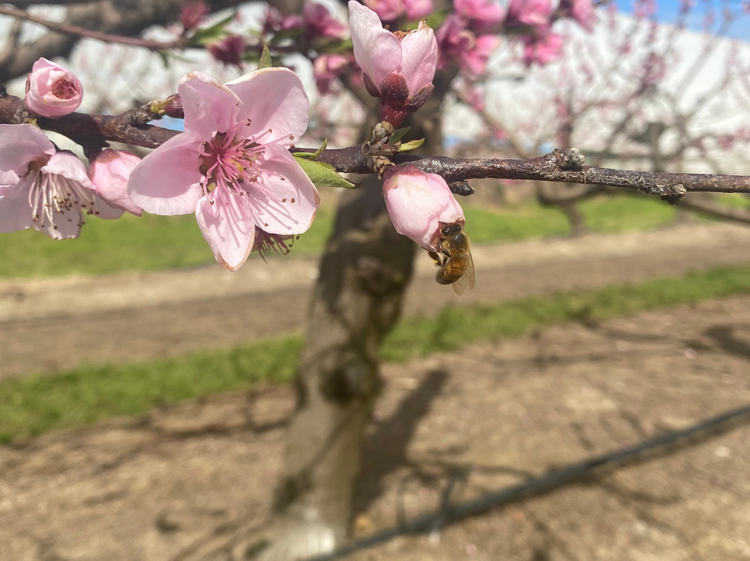 Appleshack at Glenbernie Orchard-Darkes Forest必去景点