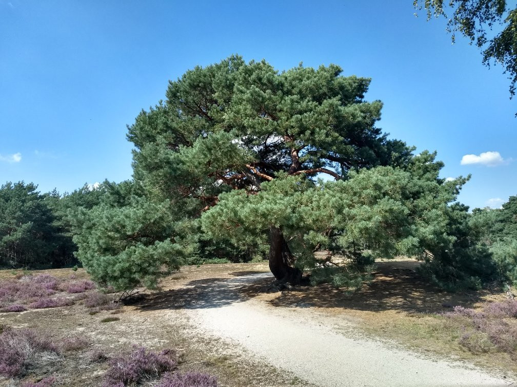 Staatsboswachterij Sint Anthonis