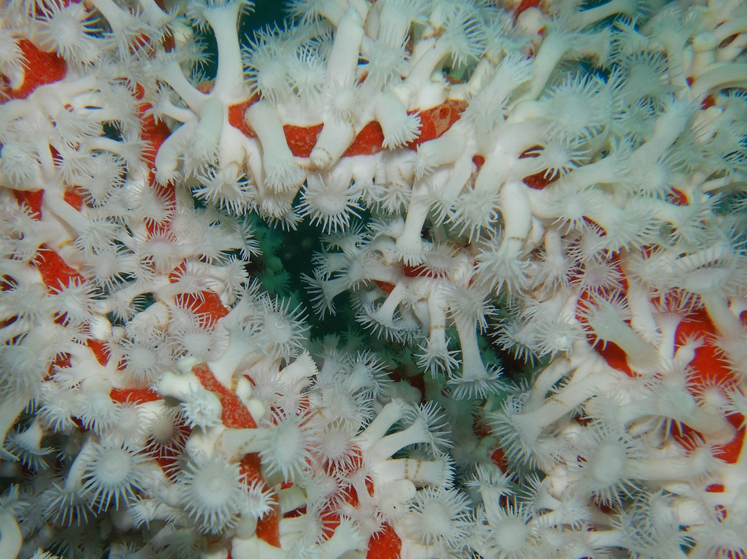 Pilbara Dive And Tours Pty Ltd-卡拉萨必去景点