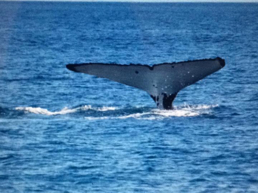 ATAO Taxi Boat-努美阿必去景点