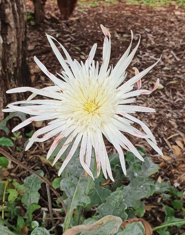 阿瑟顿假日公园主图