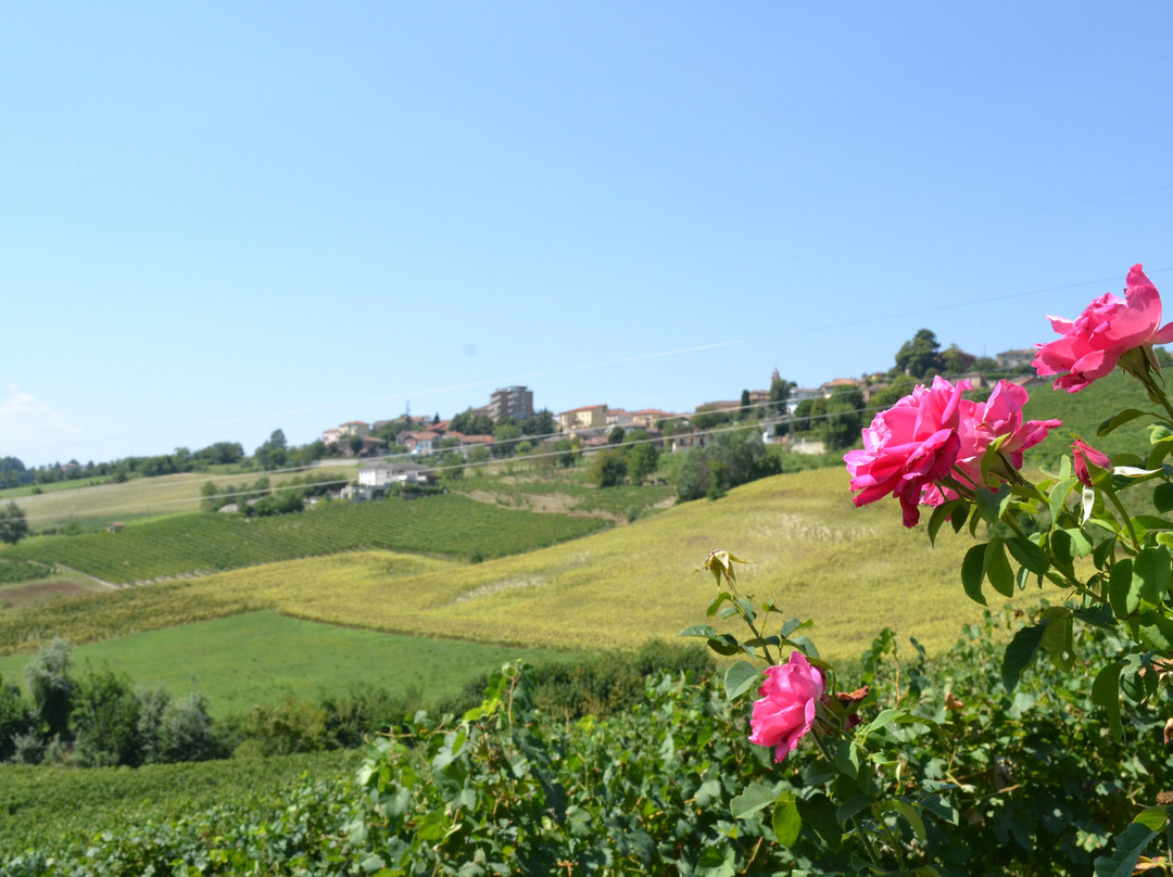 Azienda Agricola Serra Domenico景点图片