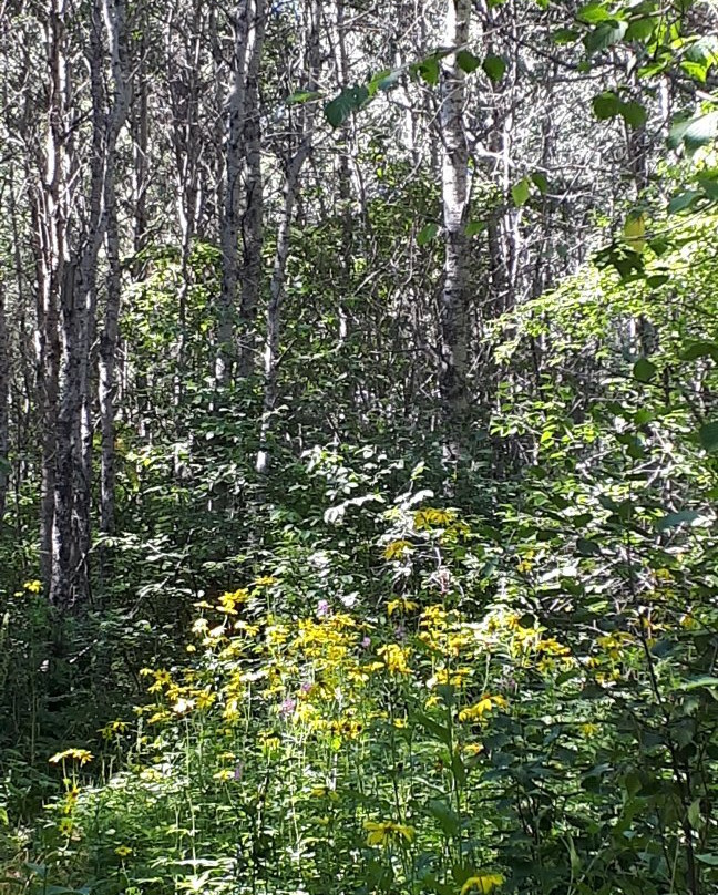 Gorge Creek Trail-Wasagaming必去景点