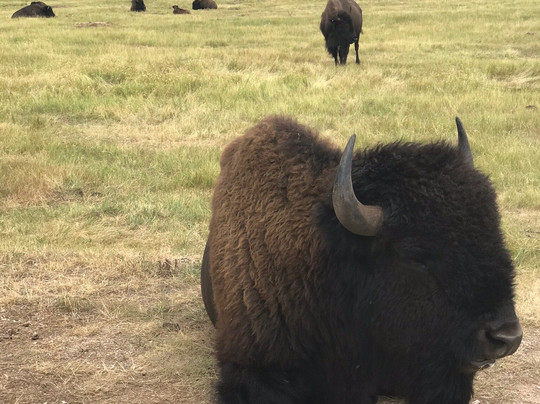 Dave's World Tours-卡斯特必去景点