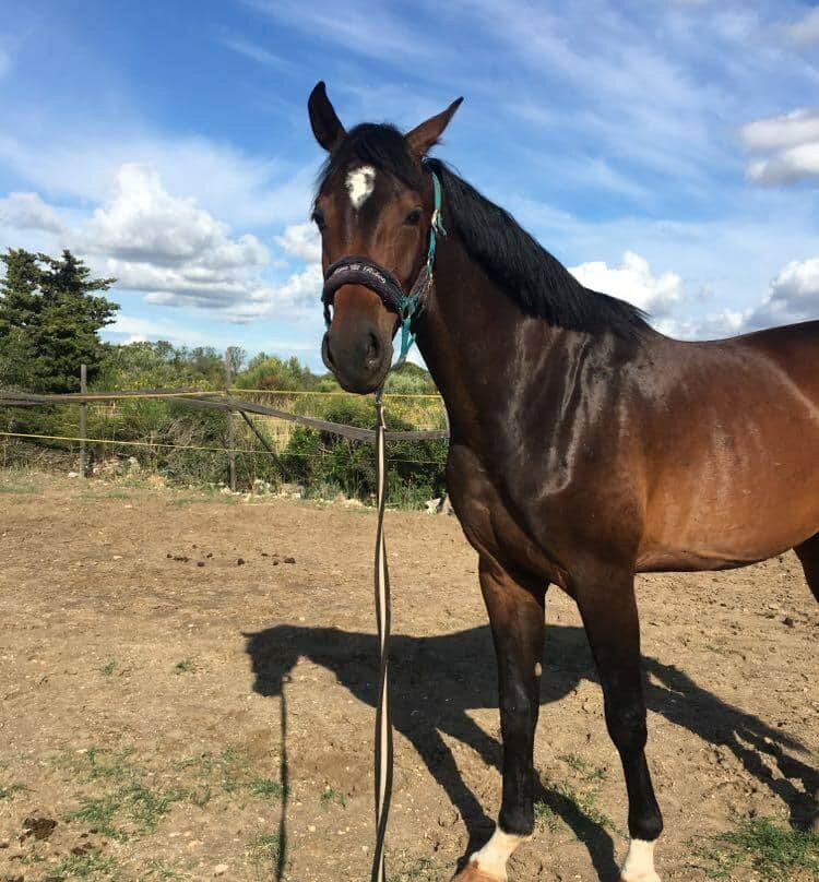 Horseback Riding Zadar- Konjicki klub Zadar景点图片