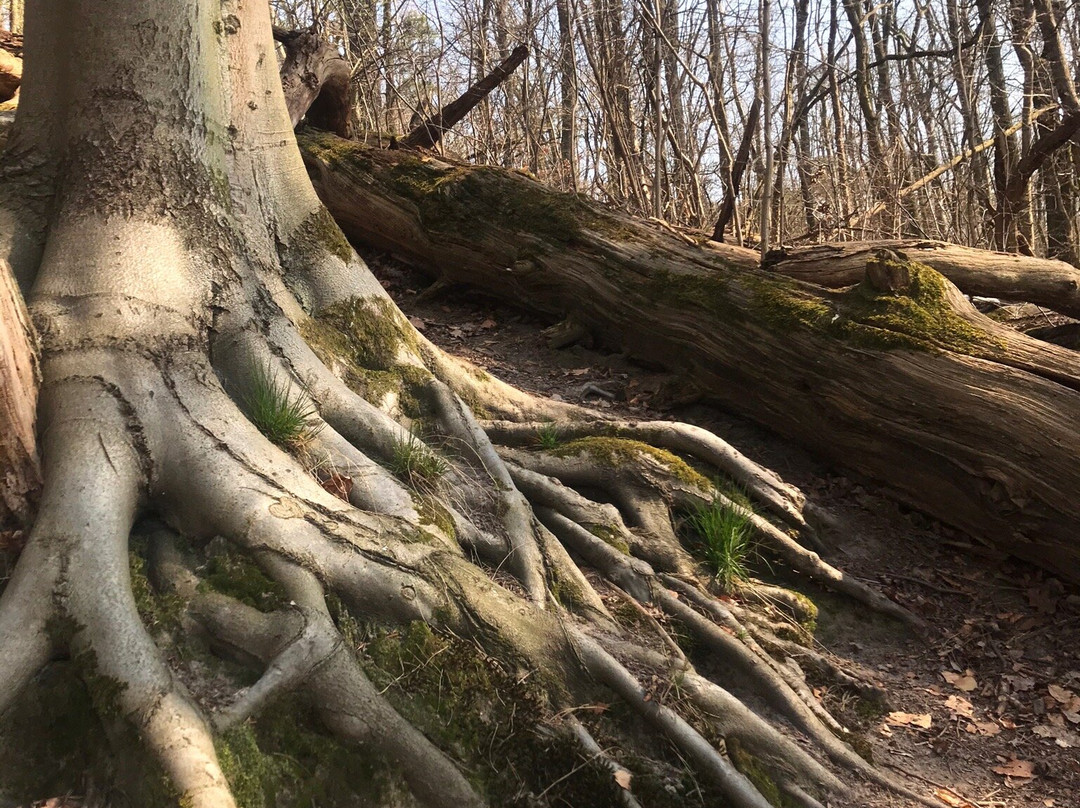 Goreckie Lake景点图片