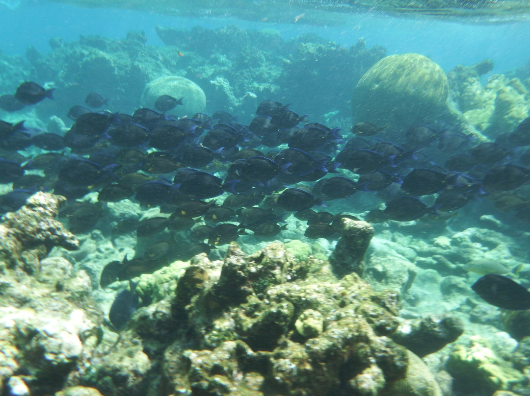 Buck Island Charters-Christiansted必去景点