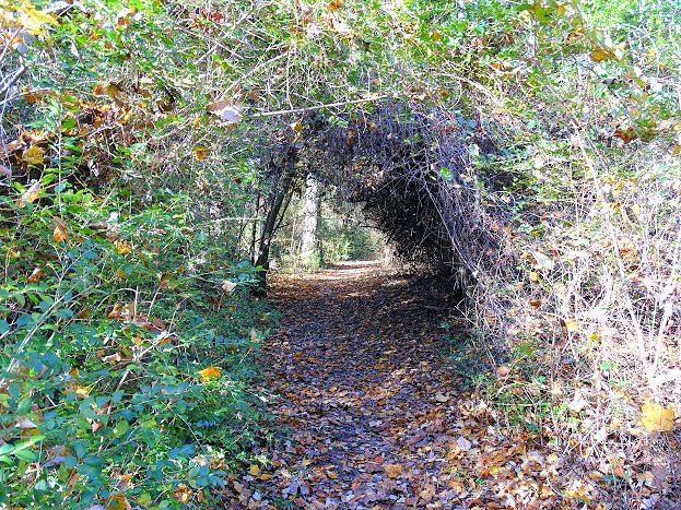 Chesapeake Arboretum景点图片