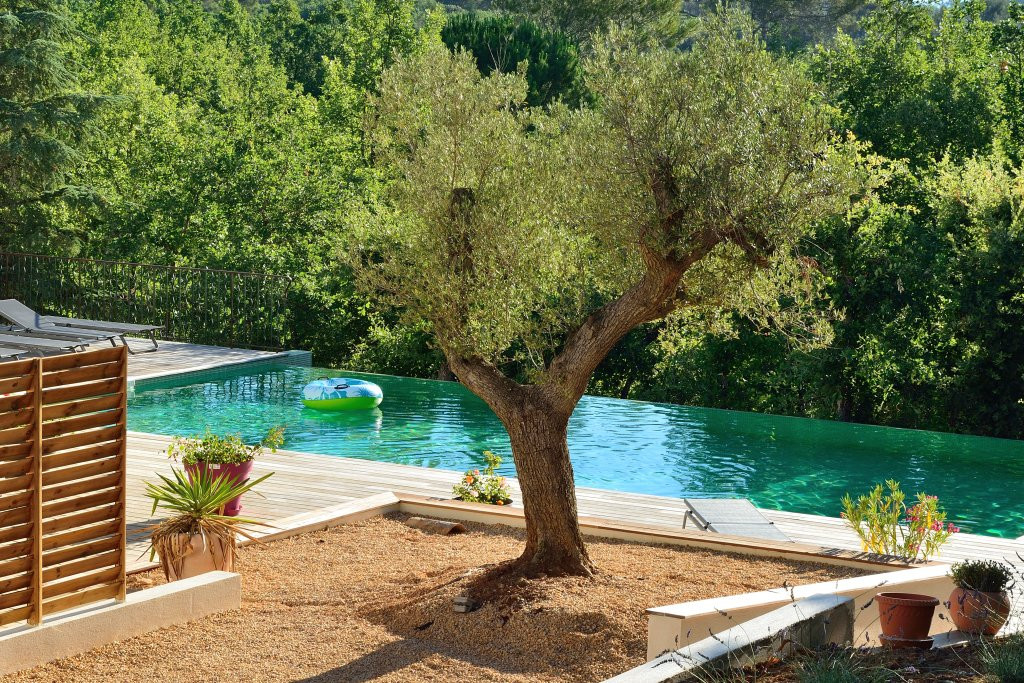 Sous les oliviers en Provence
