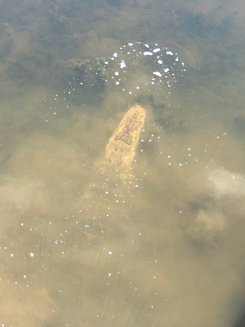 Cullinan Park-舒格兰必去景点