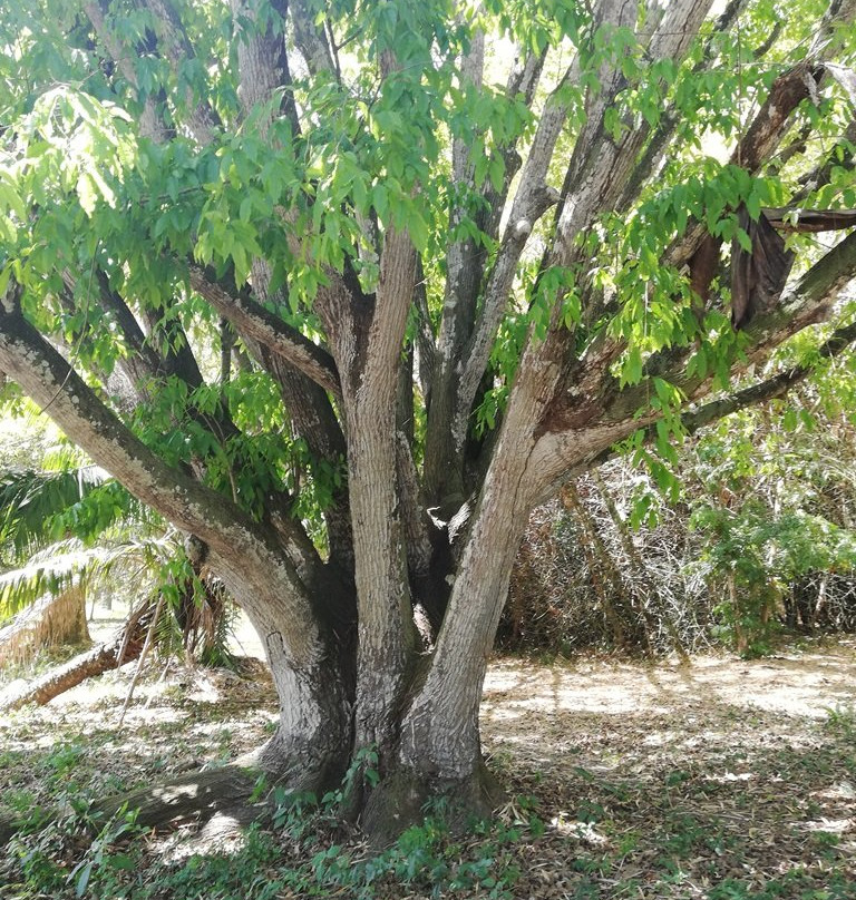 Jardín Botanico de Cienfuegos-西恩富戈斯必去景点