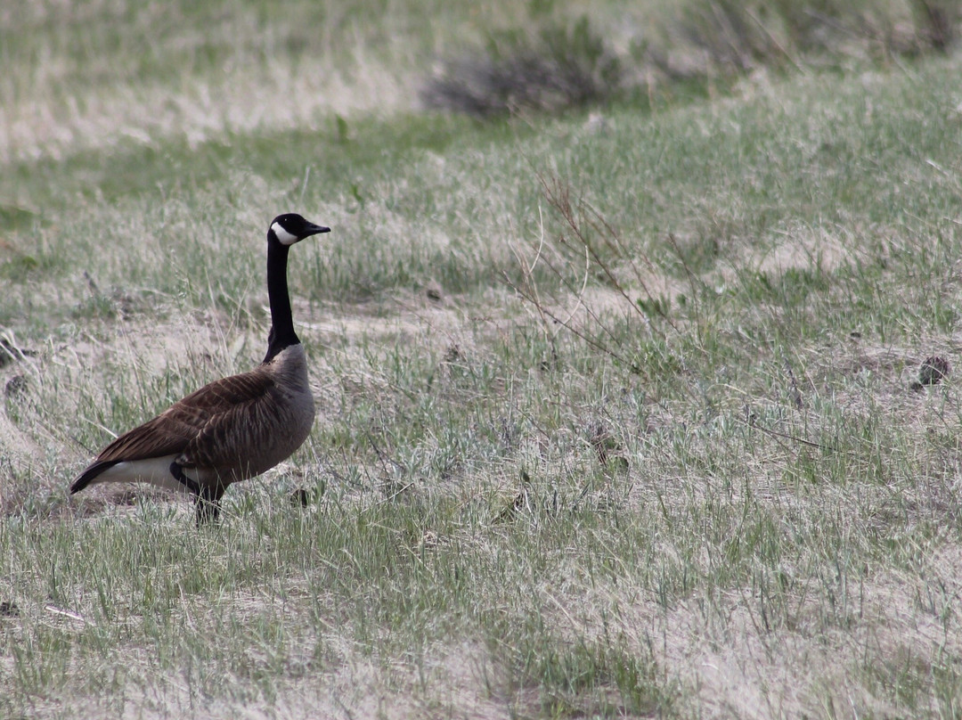 Pineridge Natural Area-科林斯堡必去景点