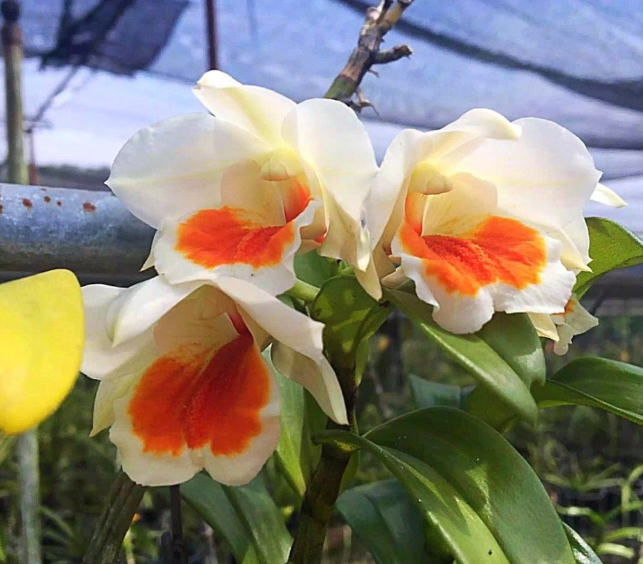 United Malaysian Orchids Sdn Bhd景点图片