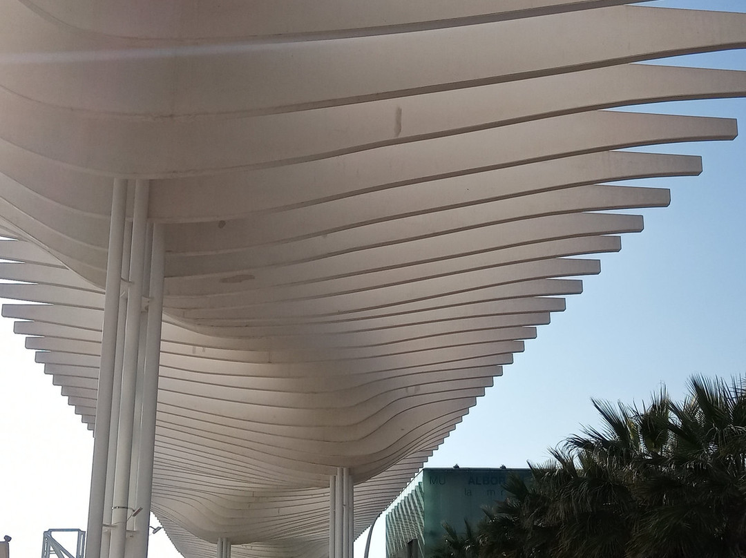 Palmeral de las Sorpresas景点图片