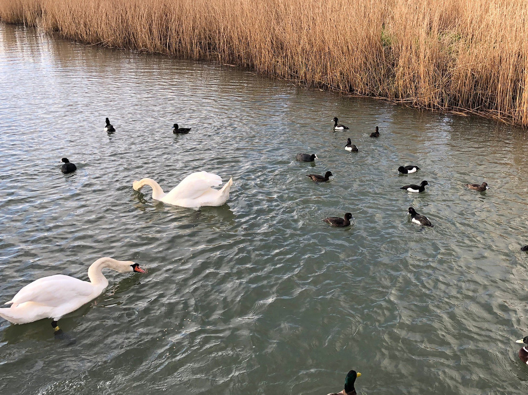 RSPB Weymouth Wetlands at Radipole Lake Nature Reserve景点图片