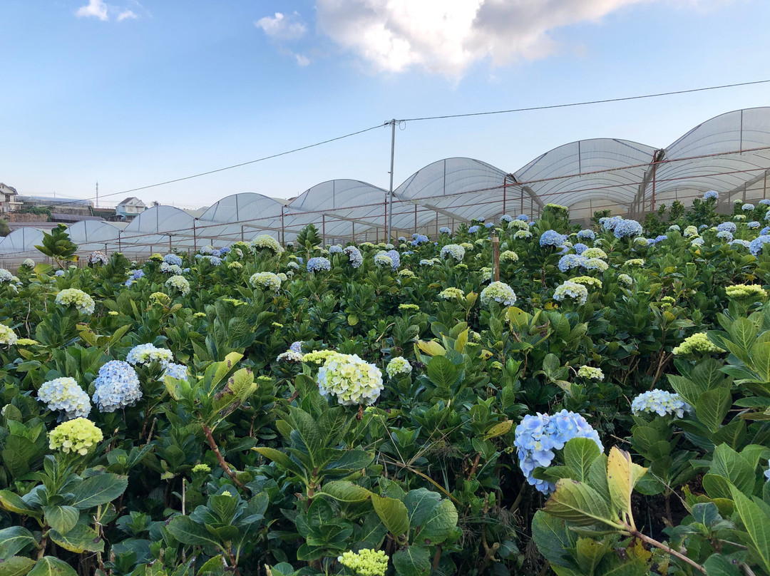 Garden Hydrangeas-大勒必去景点