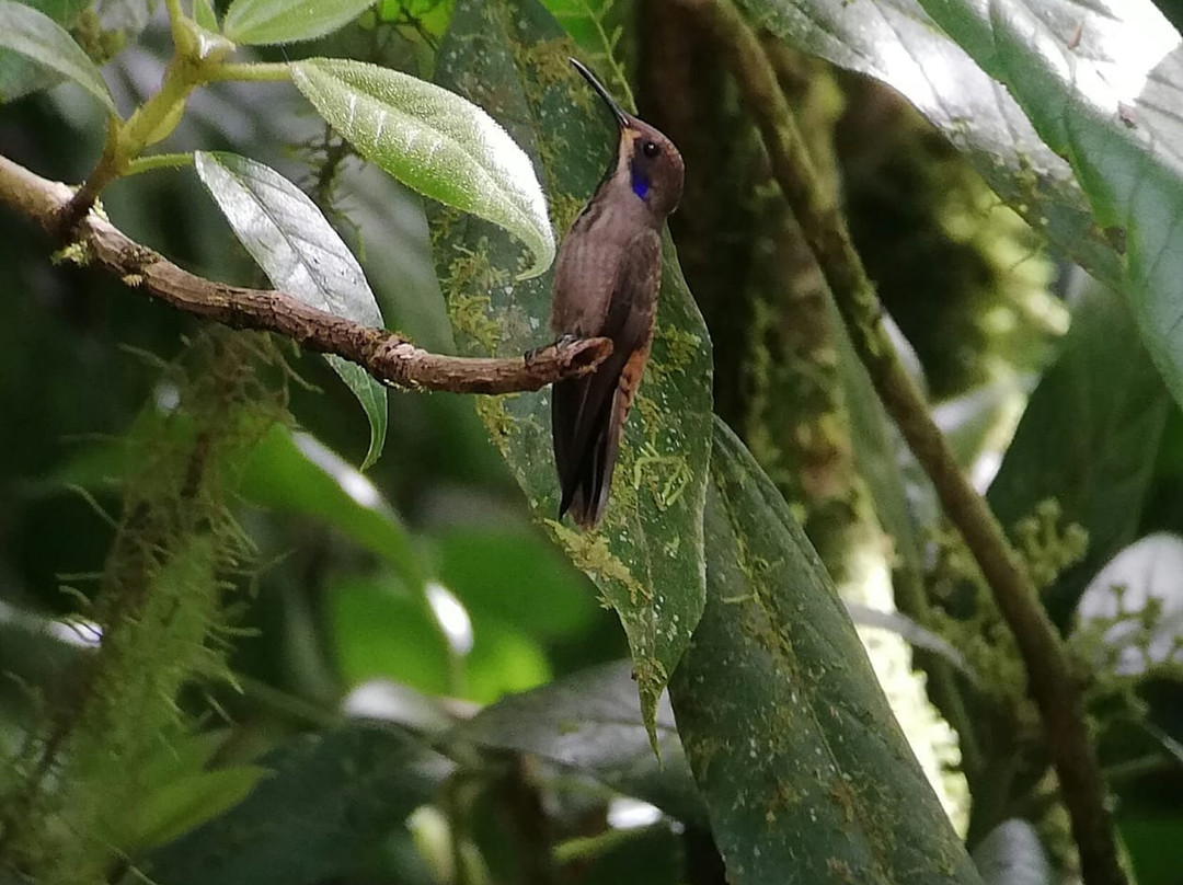 Roy´s the Monteverde local nature guide´s-圣埃伦娜必去景点