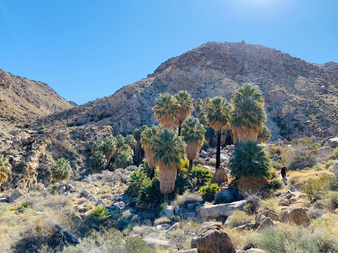 49 Palms Canyon Trail-约书亚树国家公园必去景点