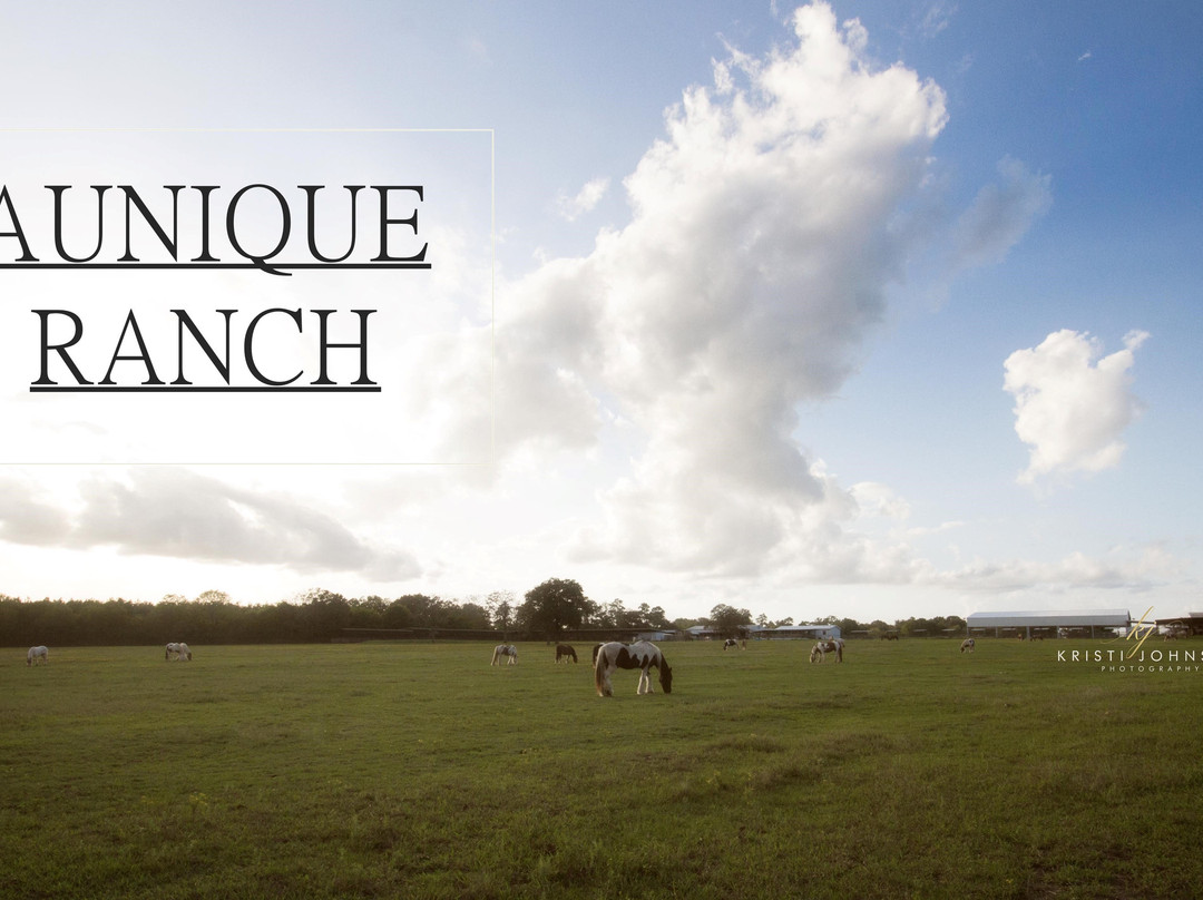 Aunique Ranch Gypsy Cob Vanner Horses-Huntsville必去景点