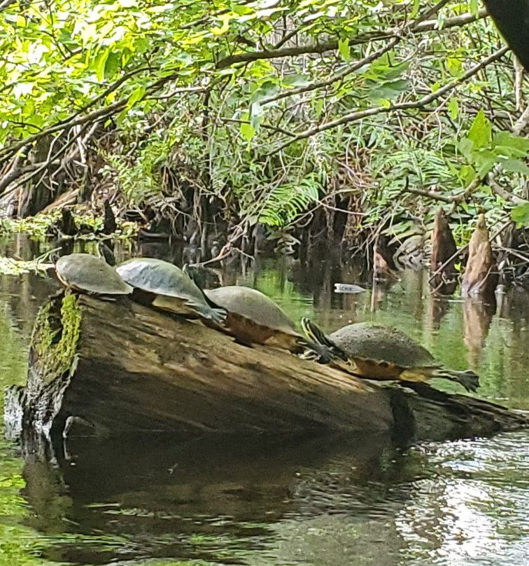 Loxahatchee River Battlefield Park-朱庇特必去景点
