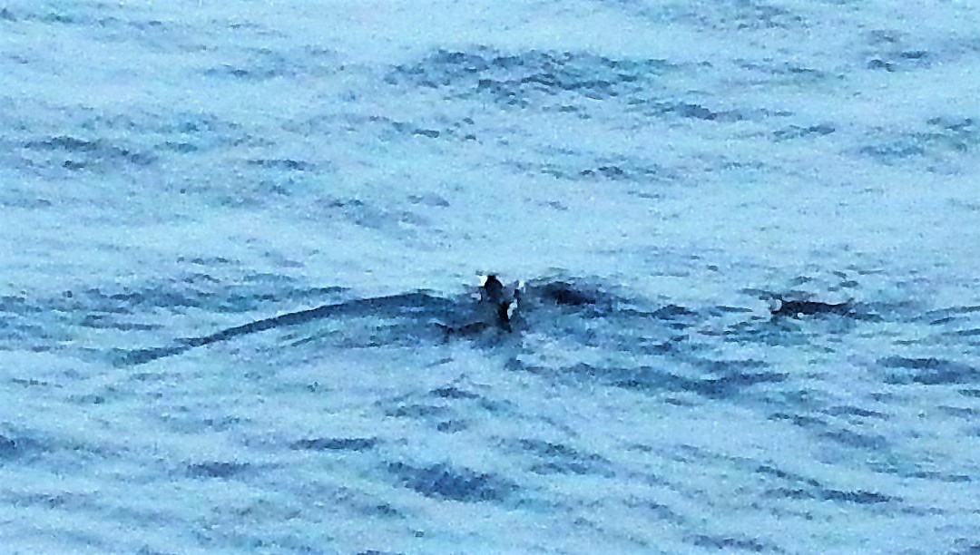 Isla Elefante-Antarctic Peninsula必去景点
