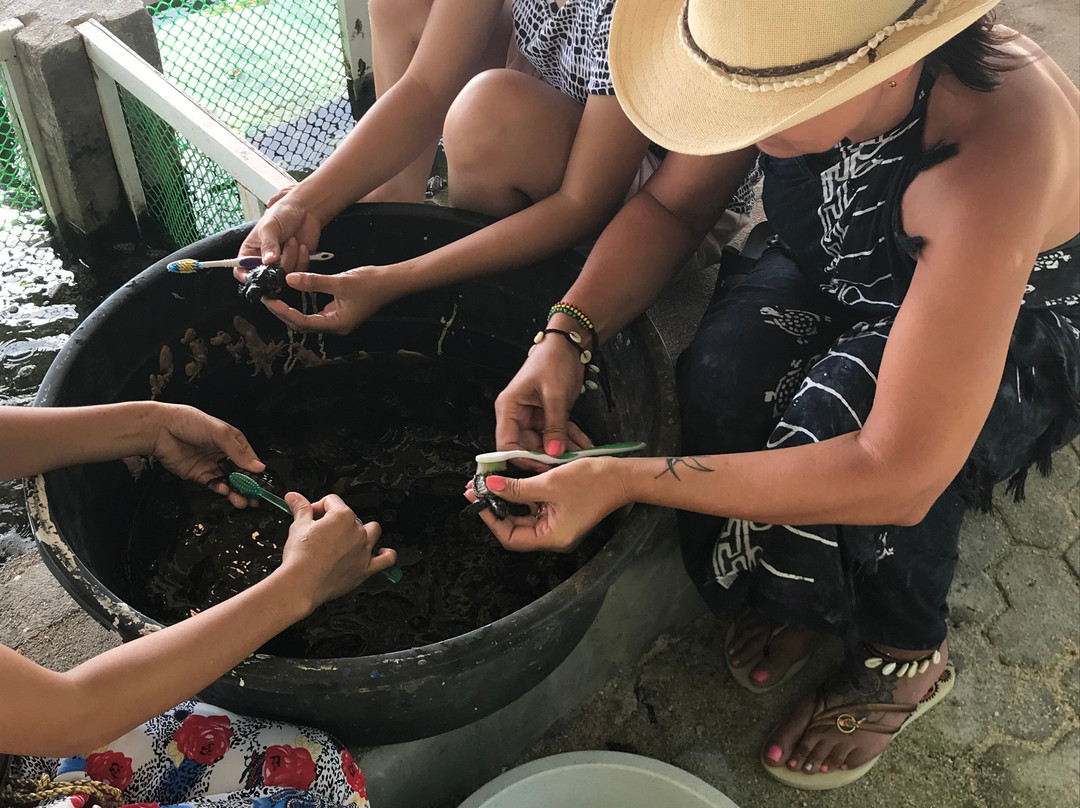 Arena Island Turtle Sanctuary - Day Tour景点图片