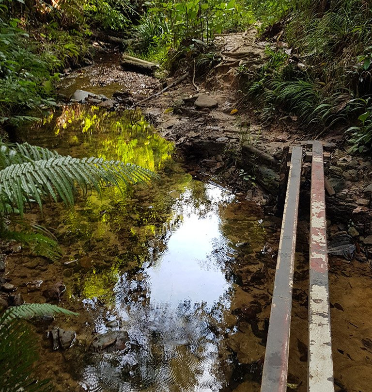 Jungle Trekking Taman Tumbina Bintulu-宾图卢必去景点