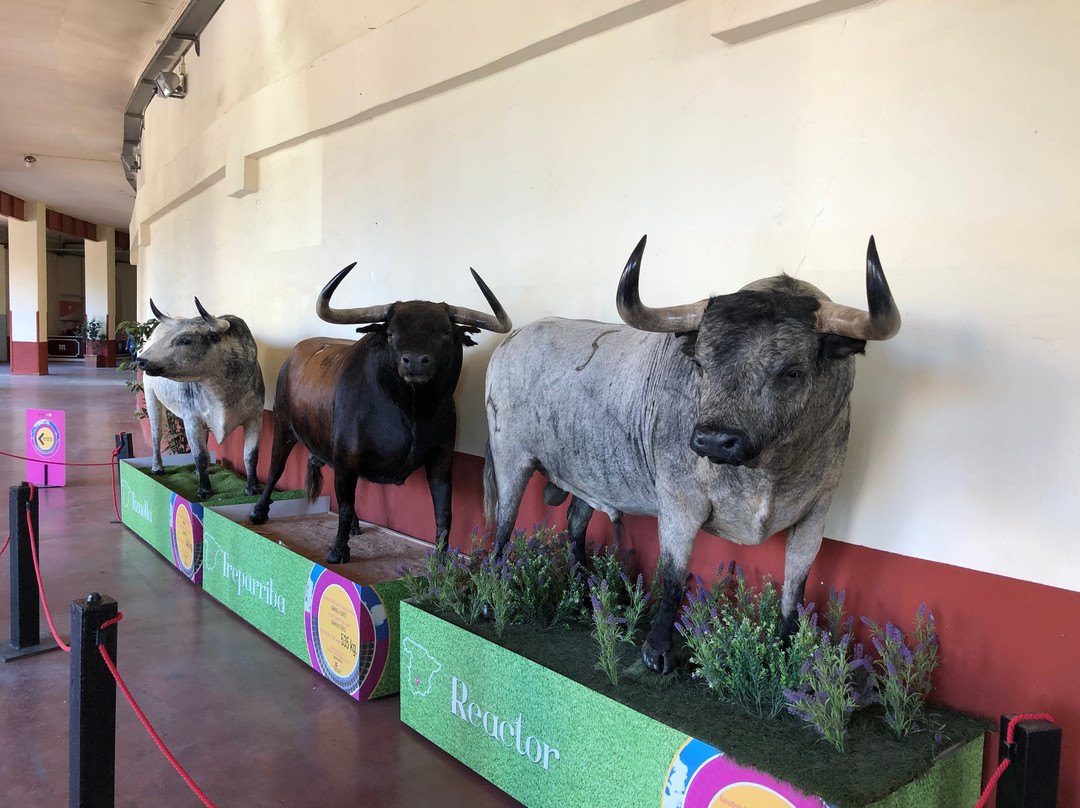 斗牛博物馆-马德里必去景点