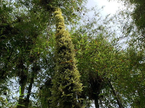 Mount Stanley-温佐里山国家公园必去景点