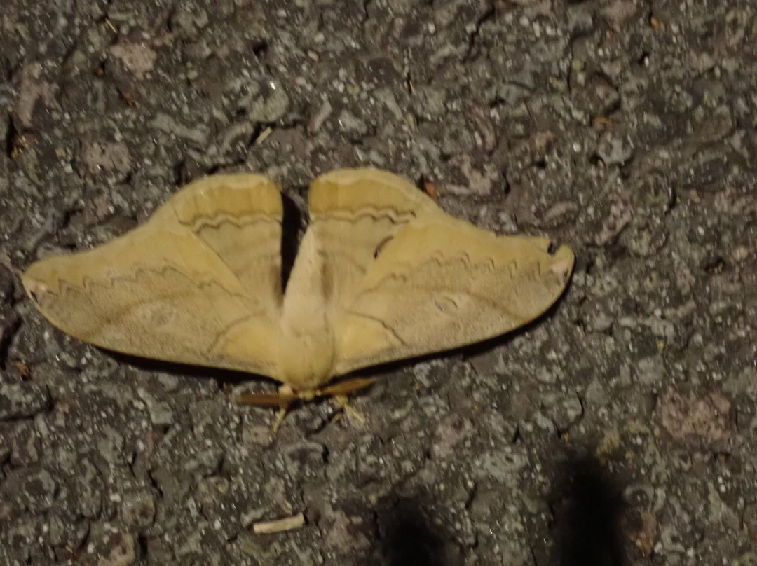 Chuodohara Parking Area Outbound-原村必去景点
