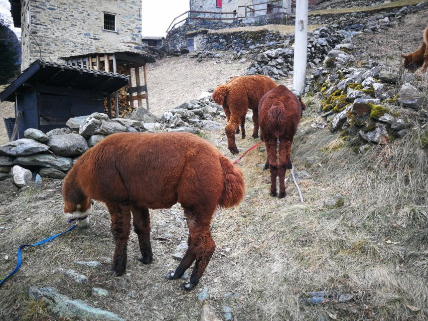 Alpacas la Foppa景点图片