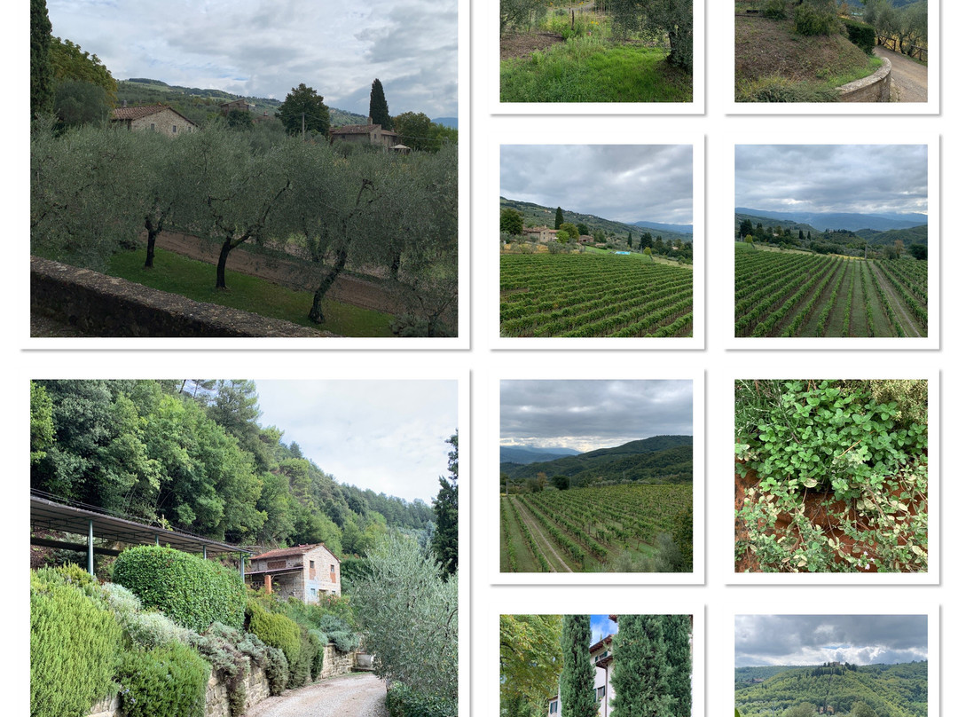 Fattoria di Petroio景点图片