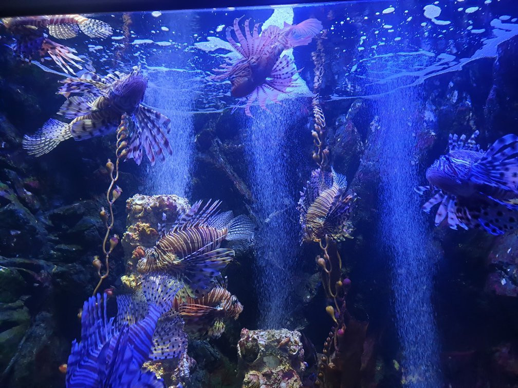 Hanwha Aqua Planet Ilsan-高阳市必去景点