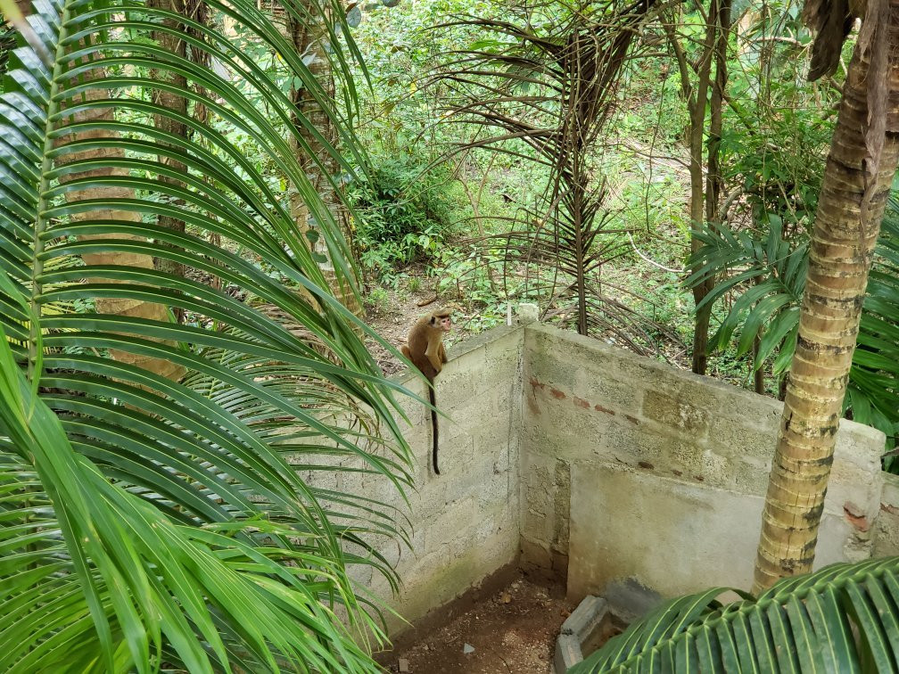 Shirani Nature Palace主图