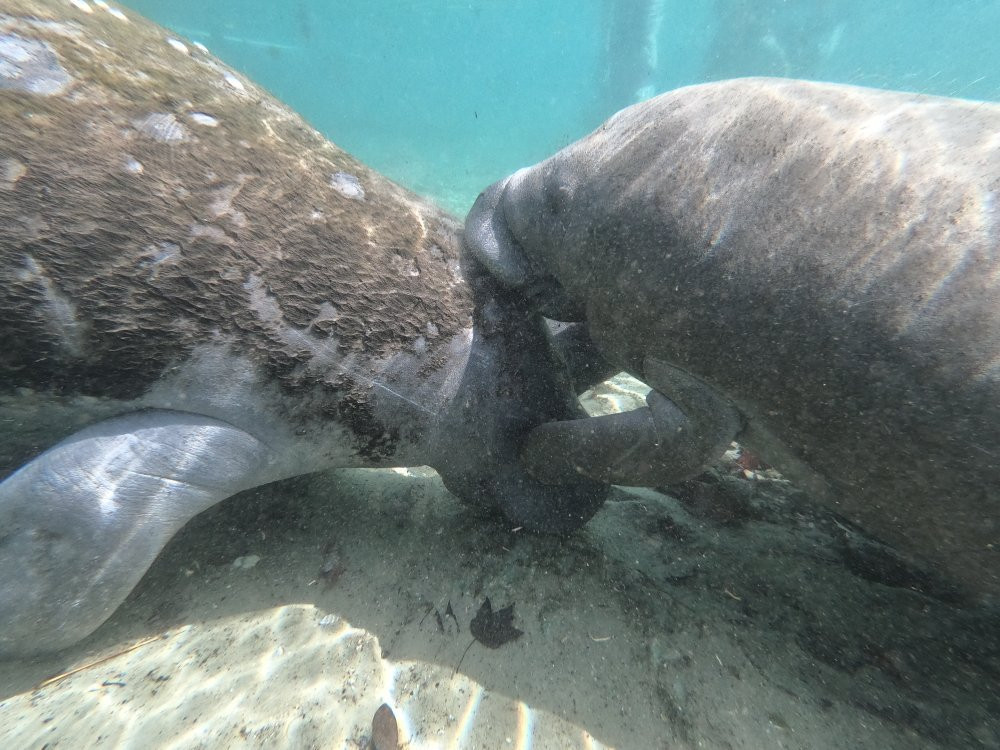 Manatee Adventures-克里斯特尔里弗必去景点