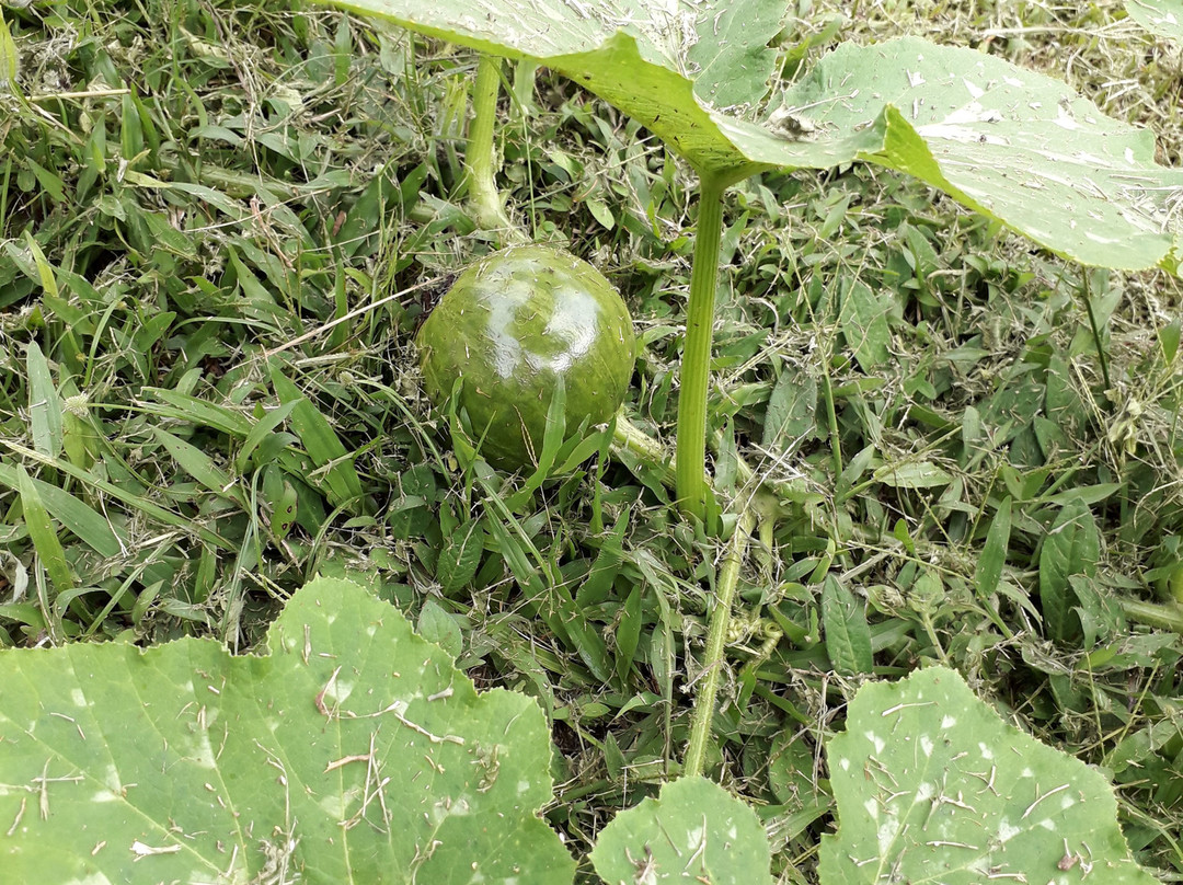 Finca Integral Organica Granito De Oro景点图片