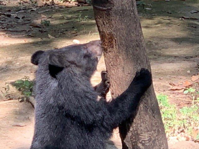 Free the Bears景点图片