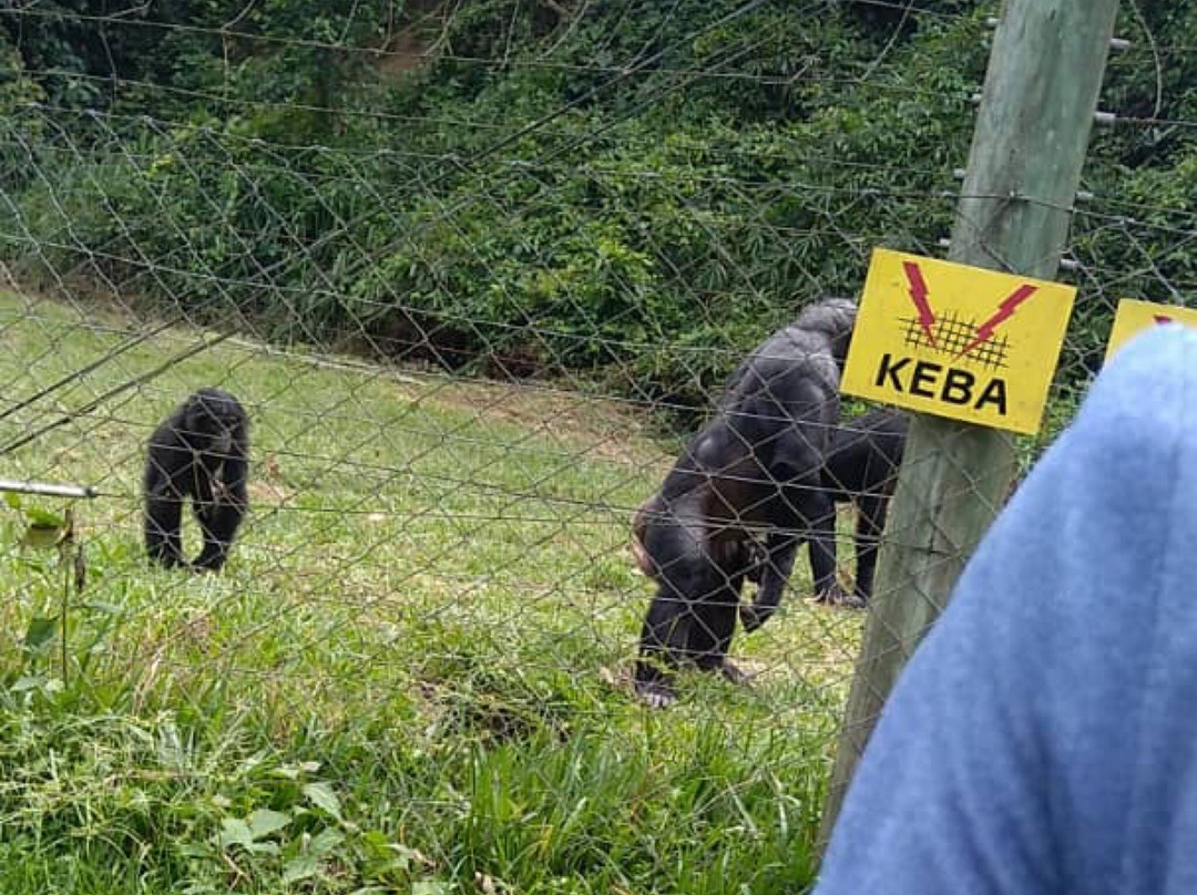 Lola ya Bonobo Sanctuary景点图片