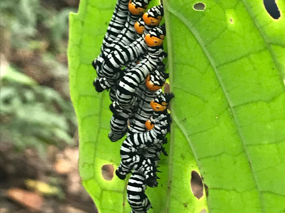 Amazon Tahuari Tours-伊基托斯必去景点