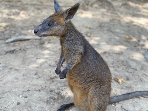 Rainforest Spirit Tours-凯恩斯必去景点