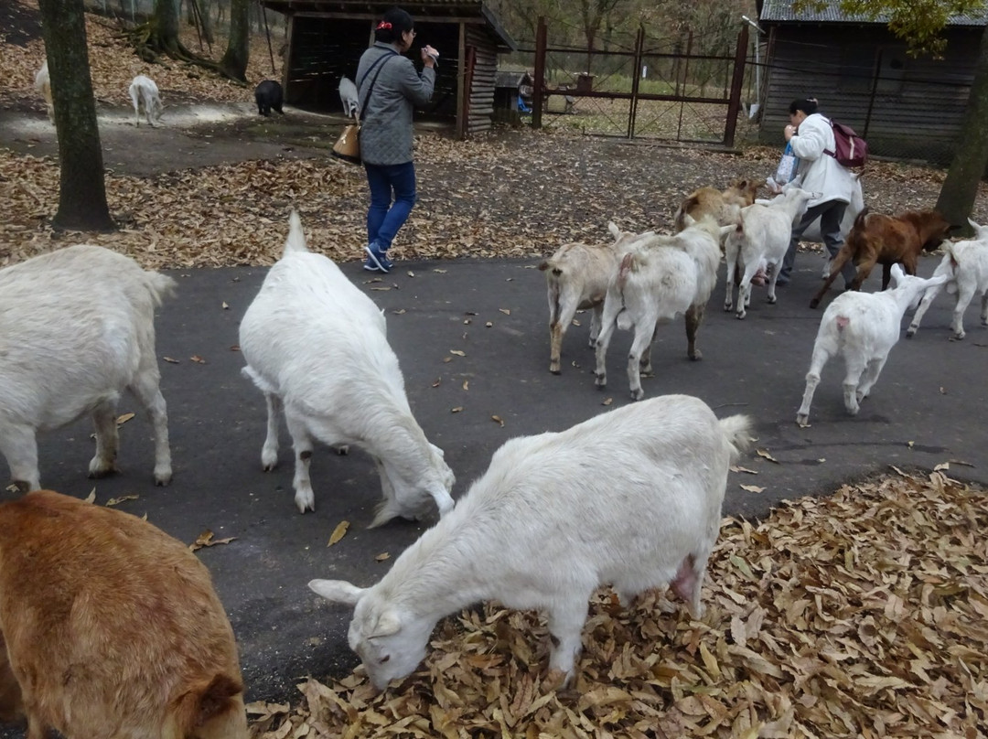 Kuju Natural Zoo景点图片