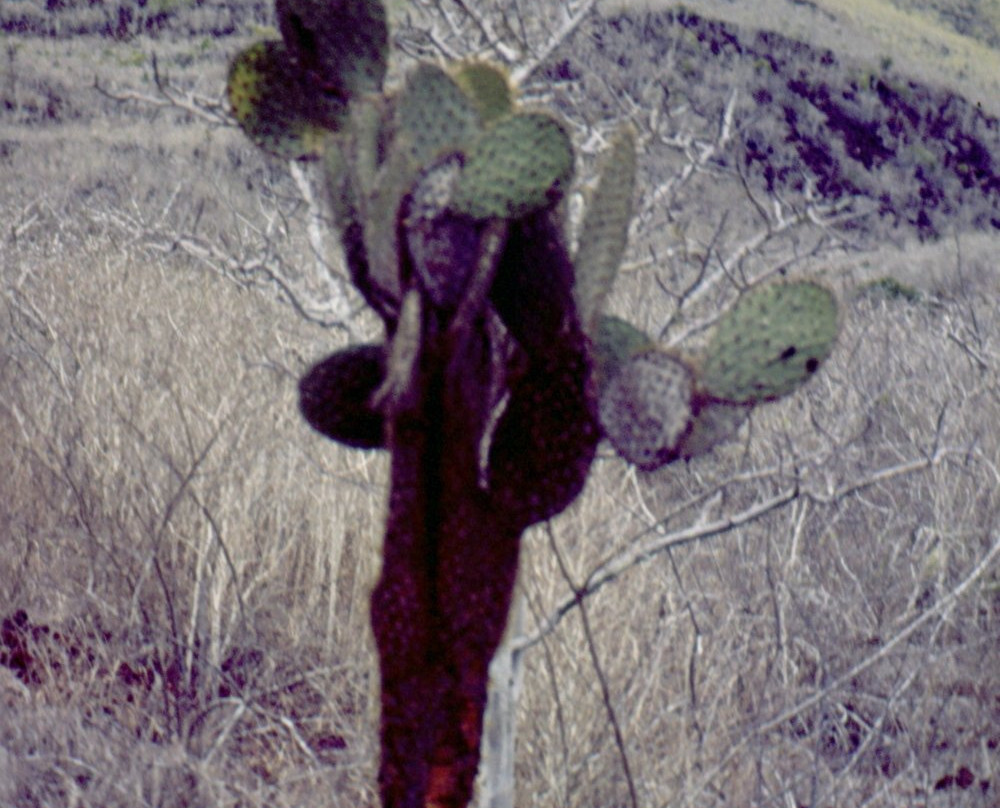 Parque Nacional Galapagos-加拉帕戈斯群岛必去景点