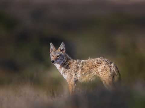 Big Bend Birding & Photo Tours-Terlingua必去景点
